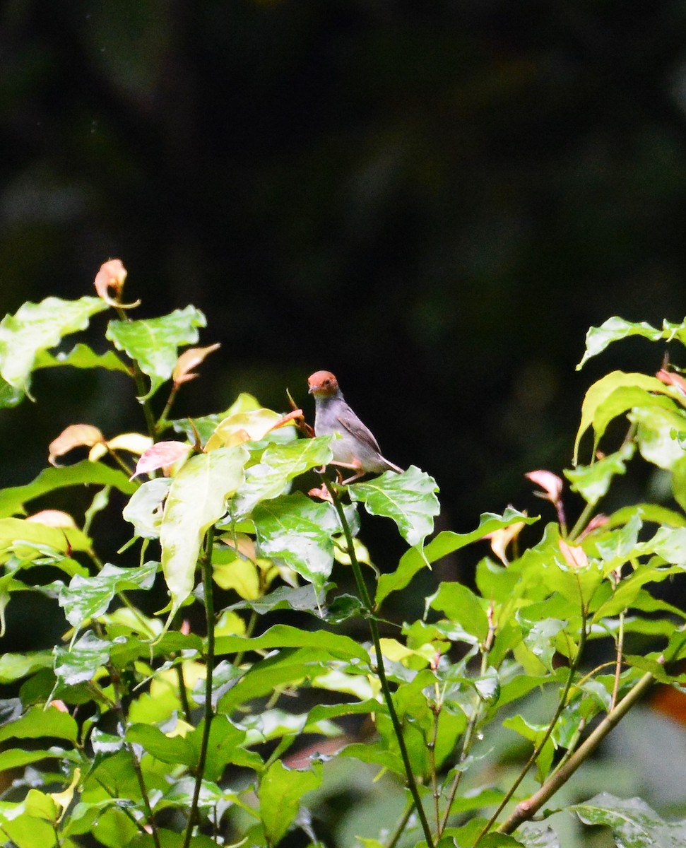 Ashy Tailorbird - Ari Noviyono