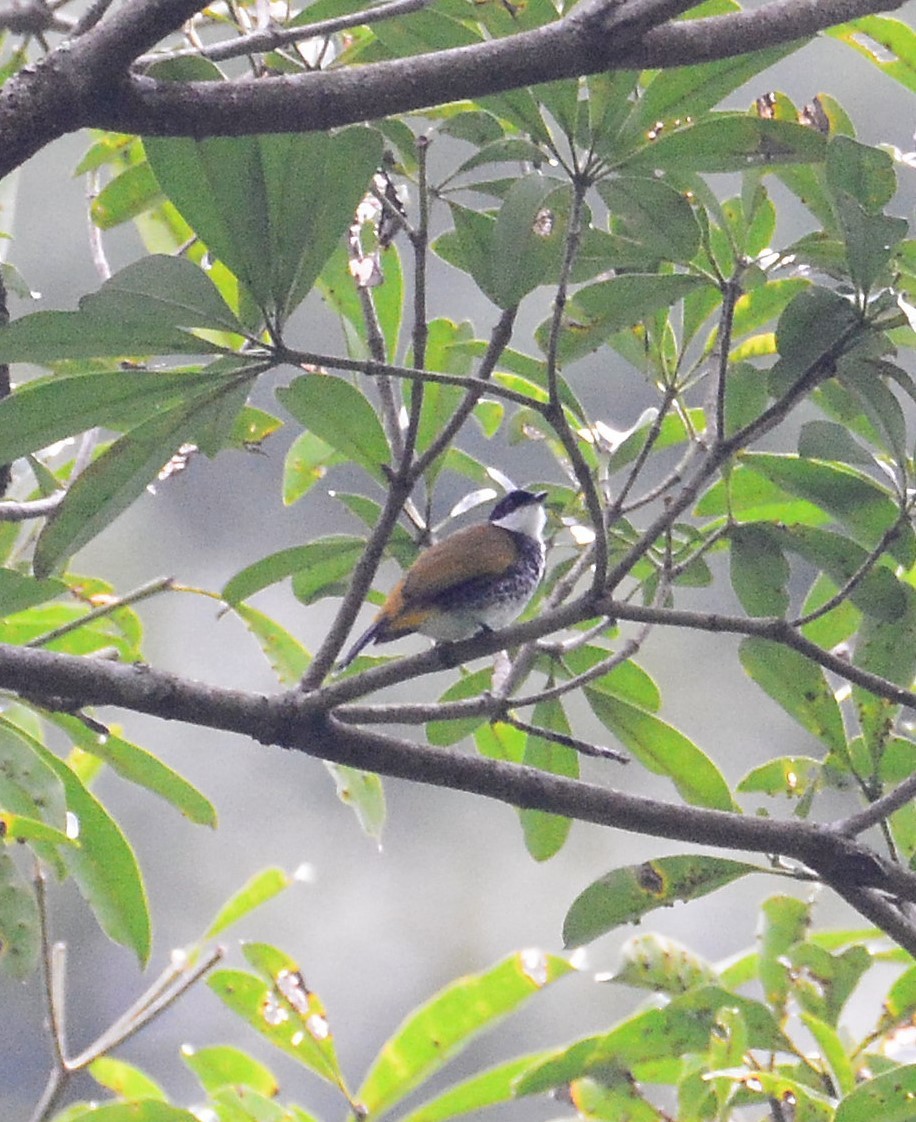 Bulbul écaillé - ML68839941