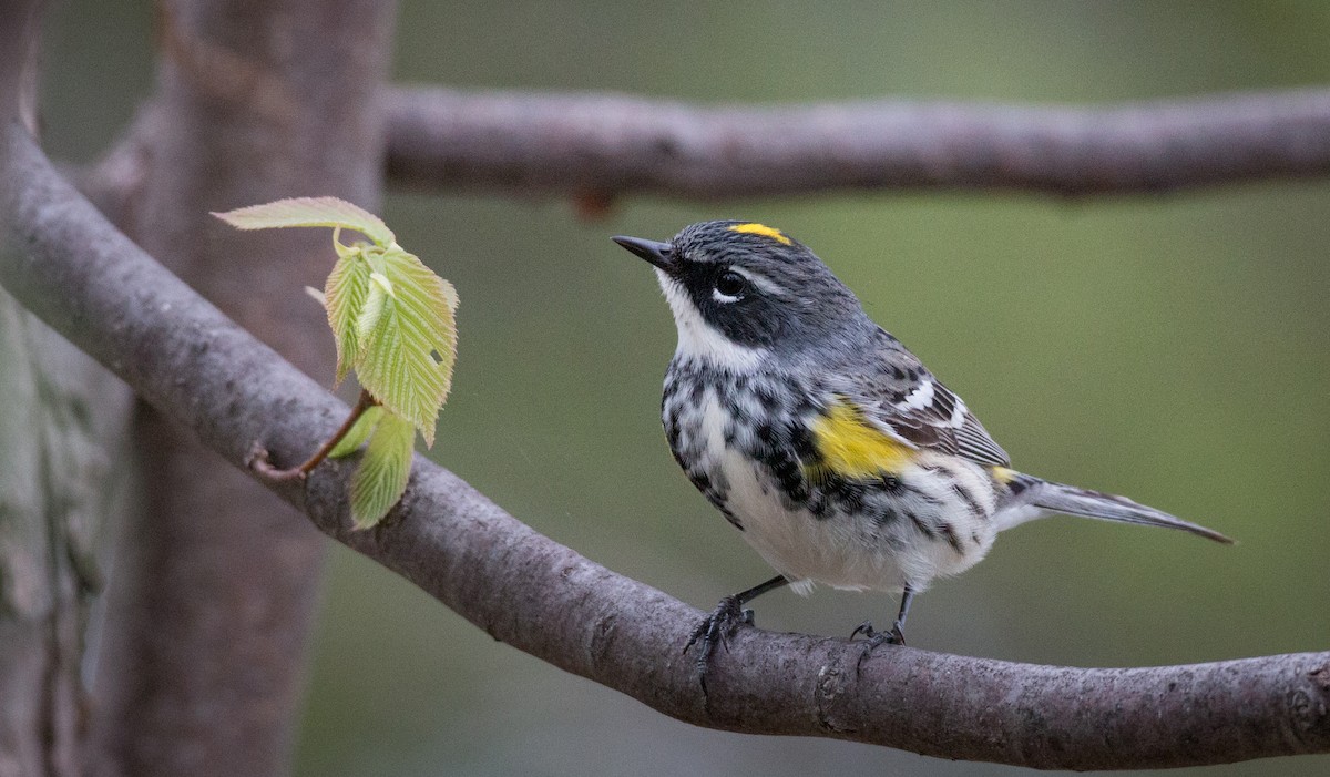 Reinita Coronada (coronata) - ML68840041