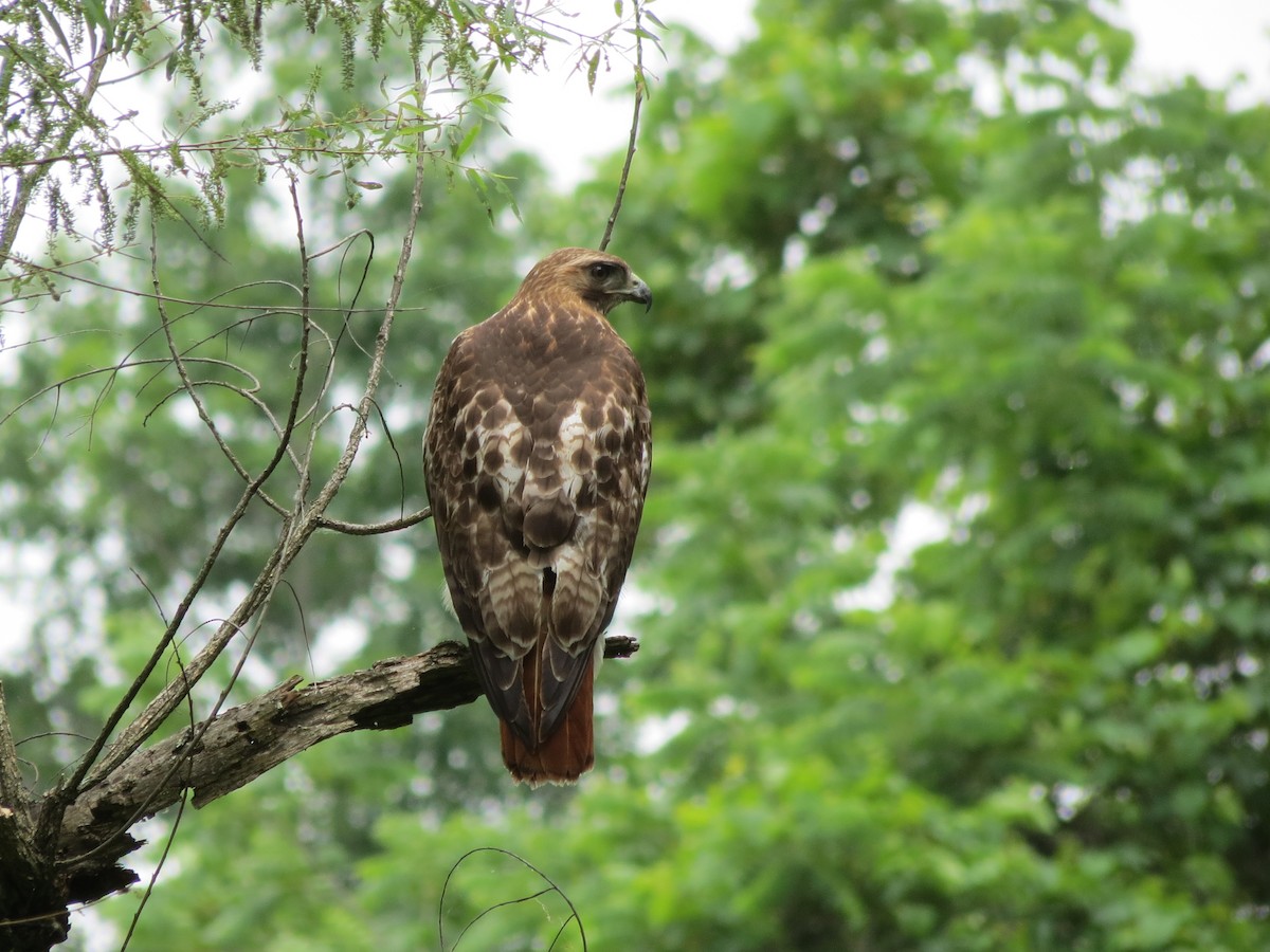 Red-tailed Hawk (borealis) - Tim Carney