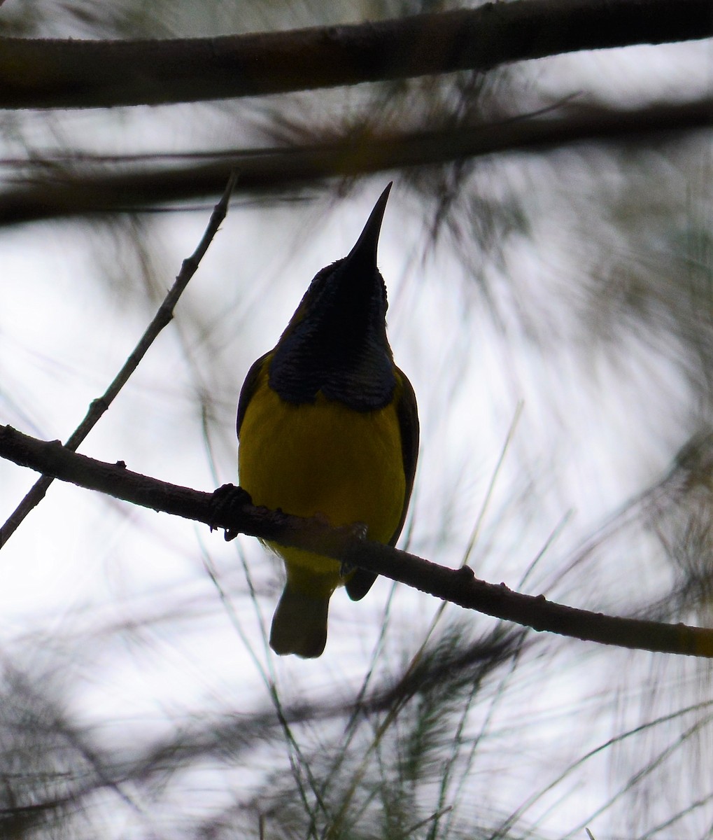 Ornate Sunbird - ML68840621