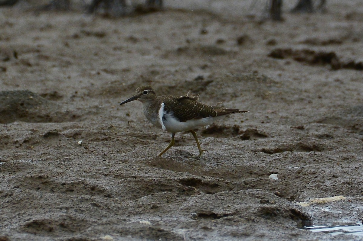 Common Sandpiper - ML68840831