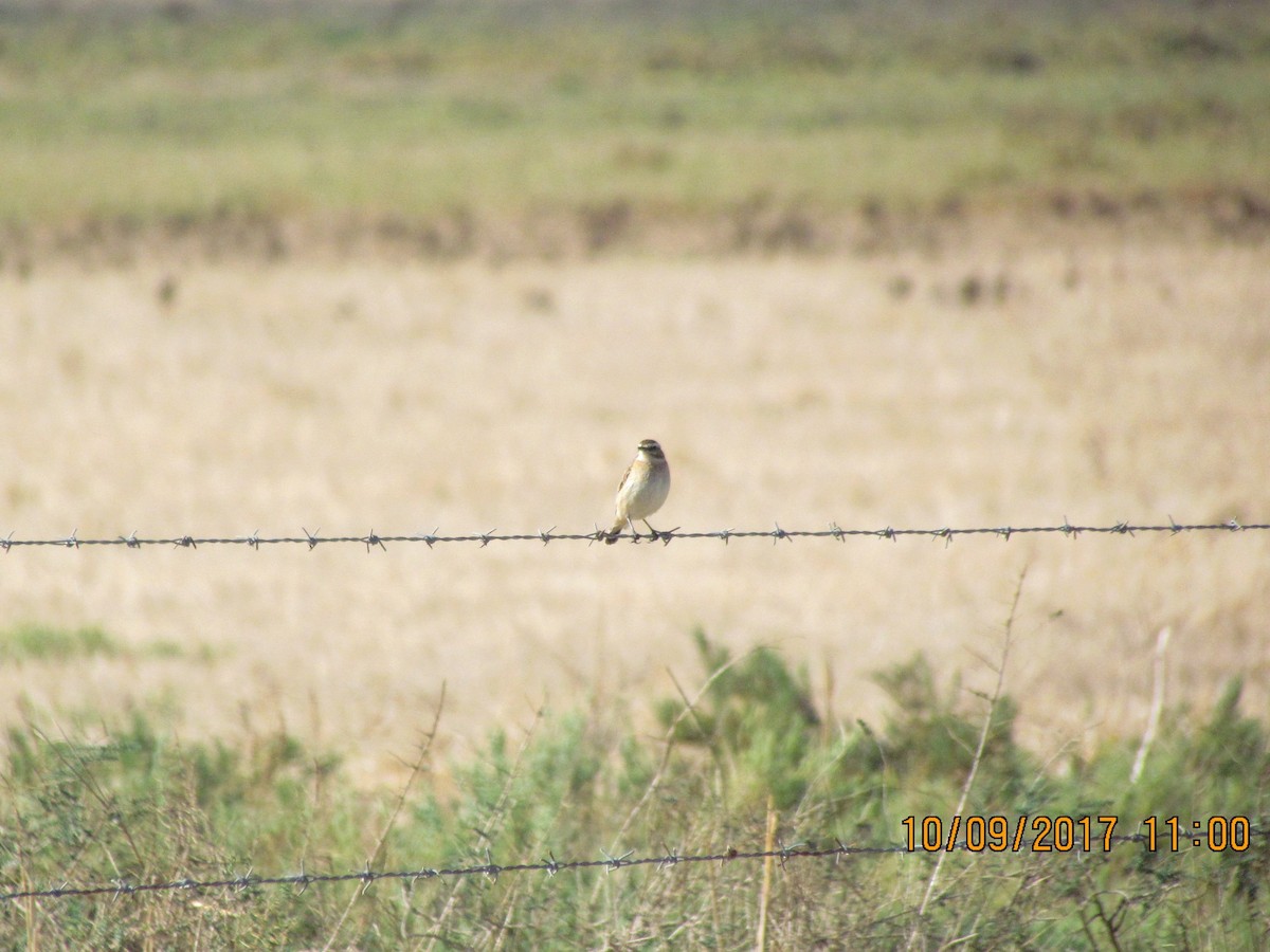 Whinchat - ML68841401
