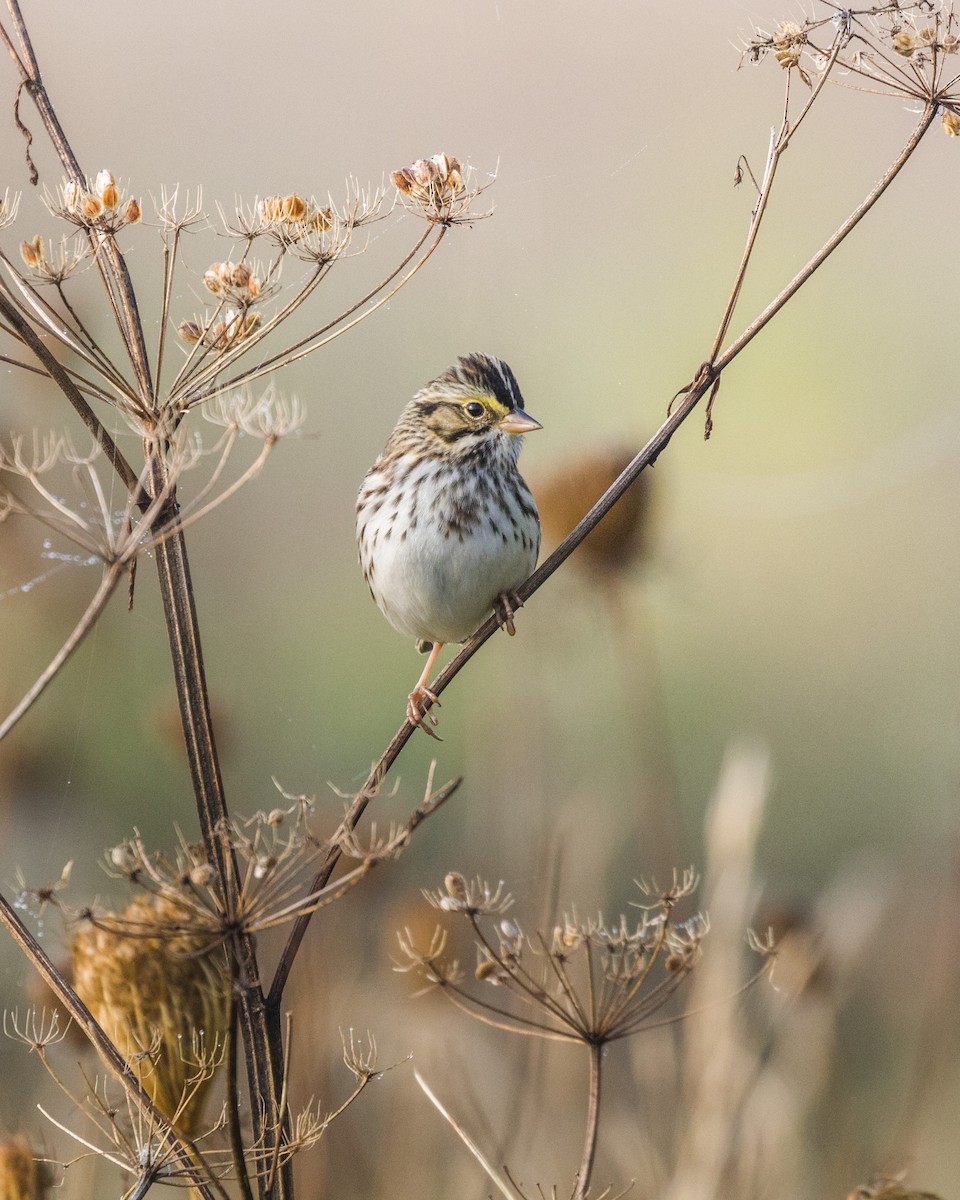 Savannah Sparrow - ML68842481