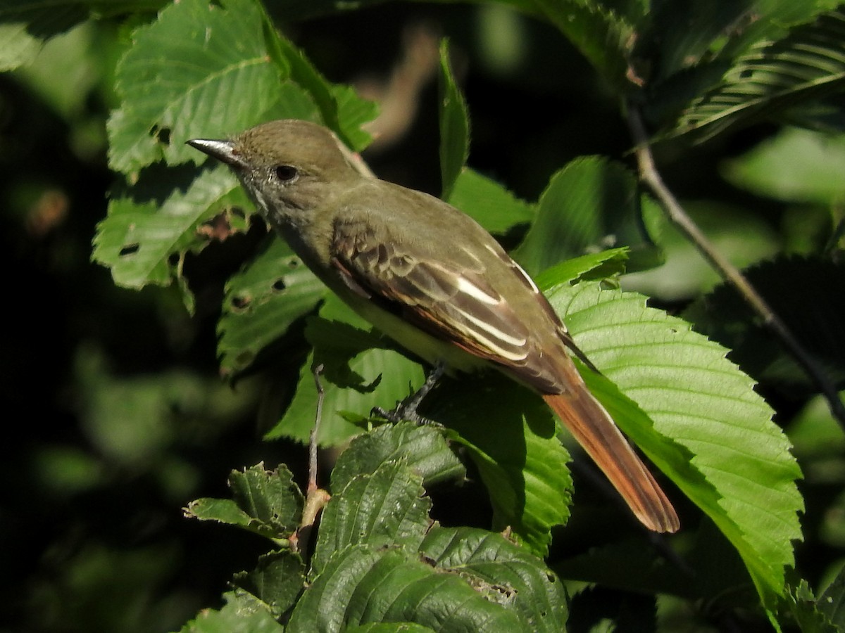 Great Crested Flycatcher - ML68842951
