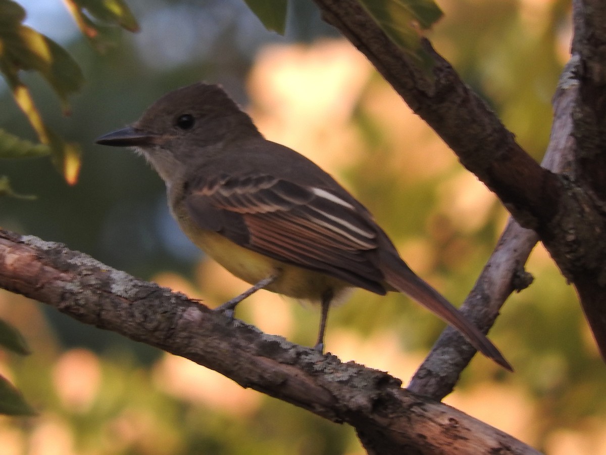 Great Crested Flycatcher - ML68843531