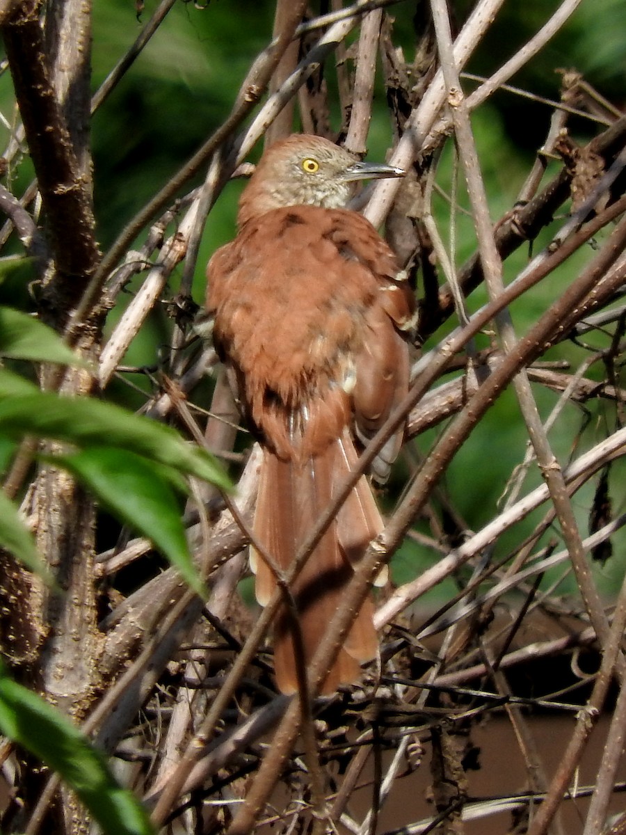 brunspottefugl - ML68844271