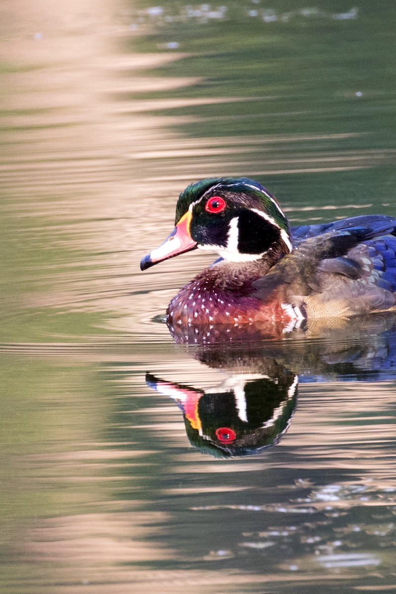 Wood Duck - ML68845061