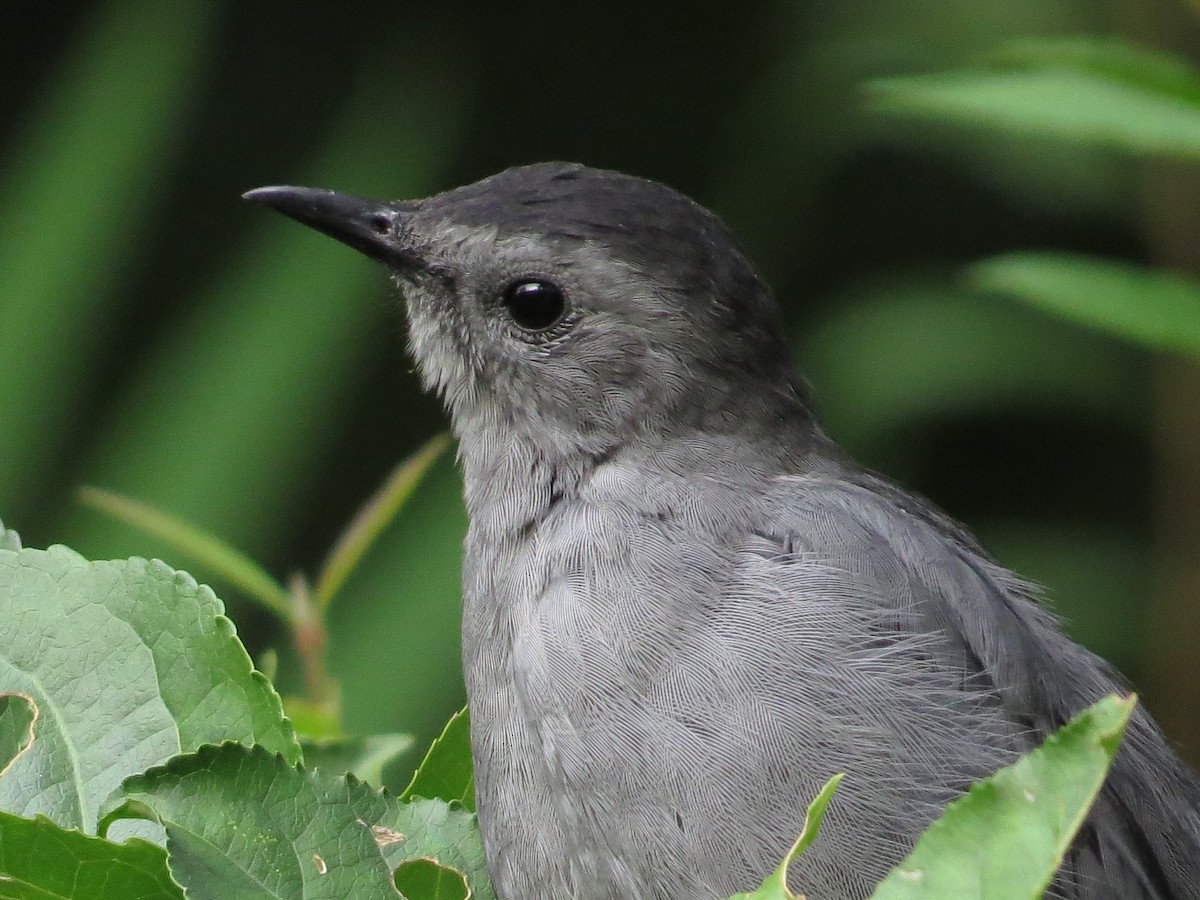 Gray Catbird - ML68845741