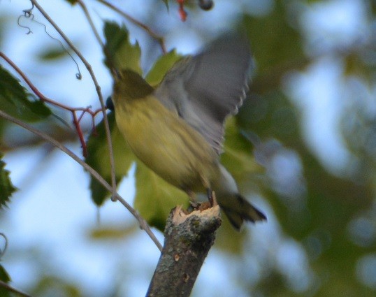 Blackpoll Warbler - "Chia" Cory Chiappone ⚡️