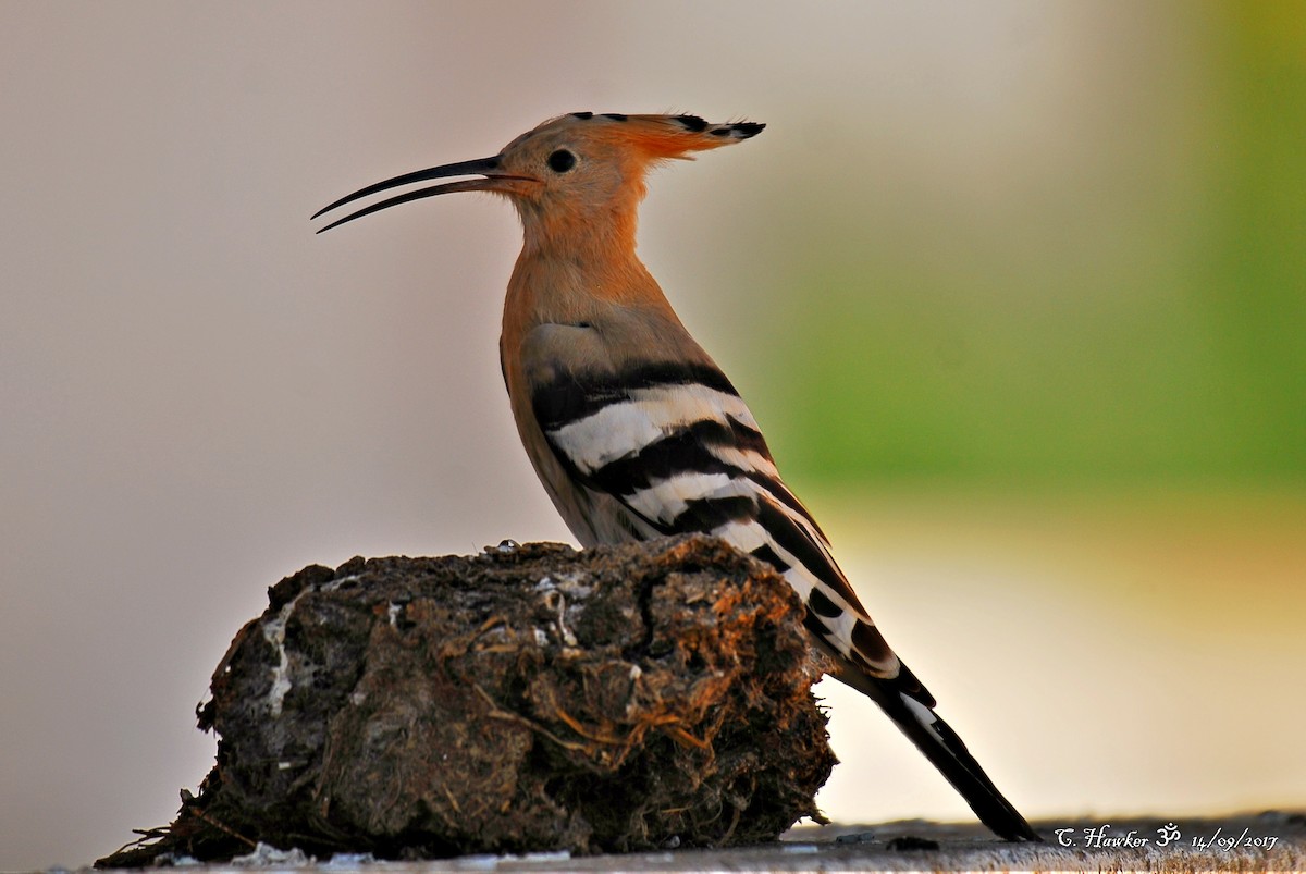 Eurasian Hoopoe - ML68847671