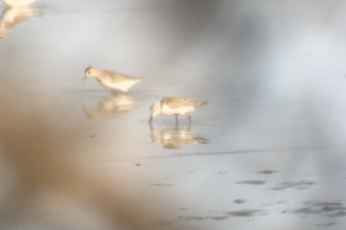 Bergstrandläufer - ML68848641