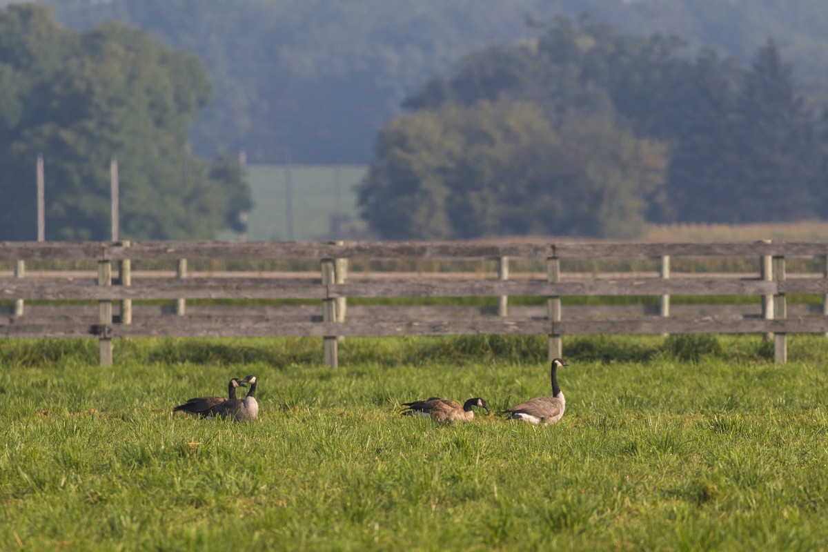 Canada Goose - ML68849281