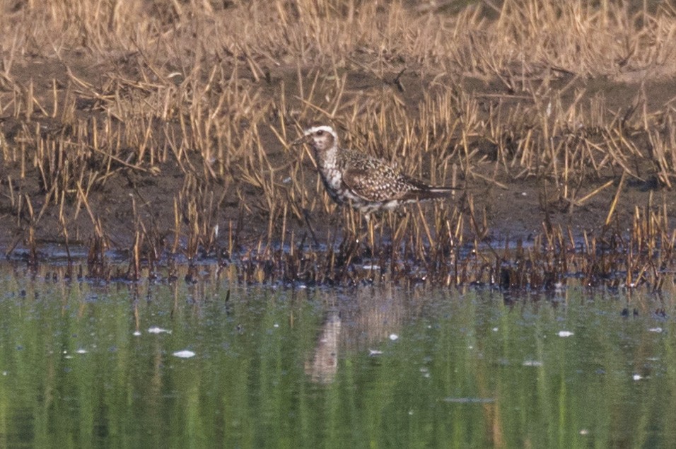 American Golden-Plover - Kenny Younger