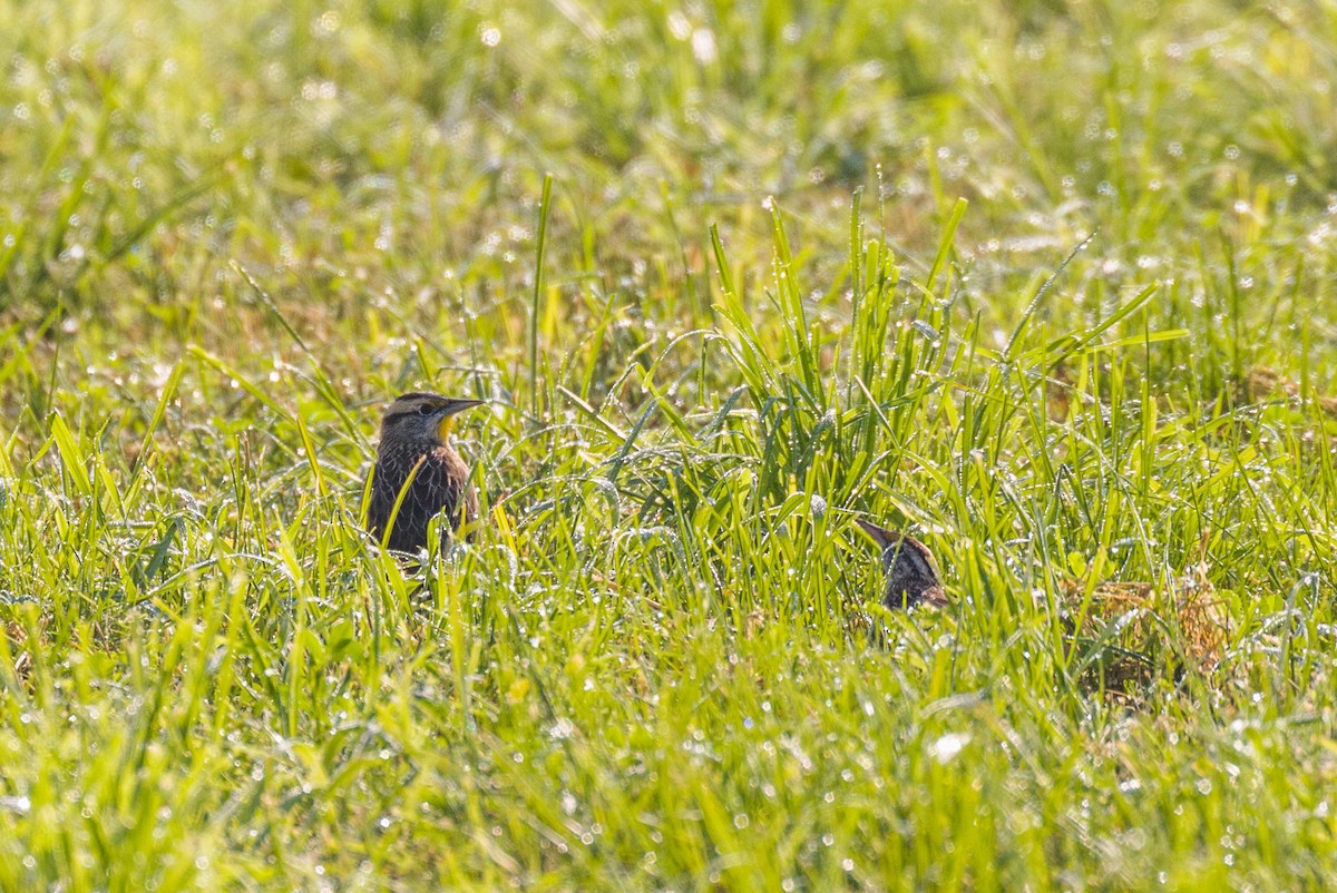 Eastern Meadowlark - ML68849581