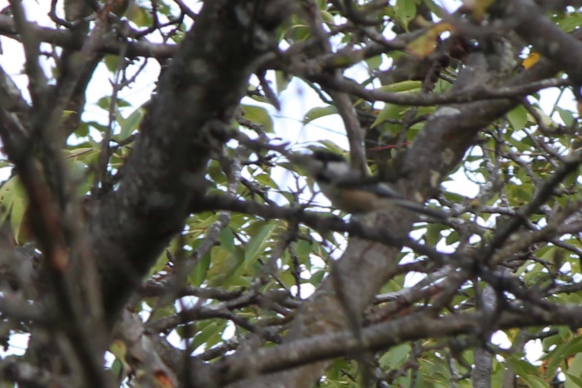 Black-capped Chickadee - ML68849801