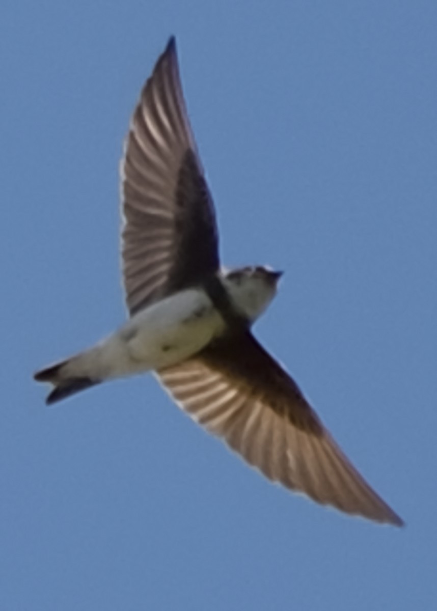 Bank Swallow - ML68850751