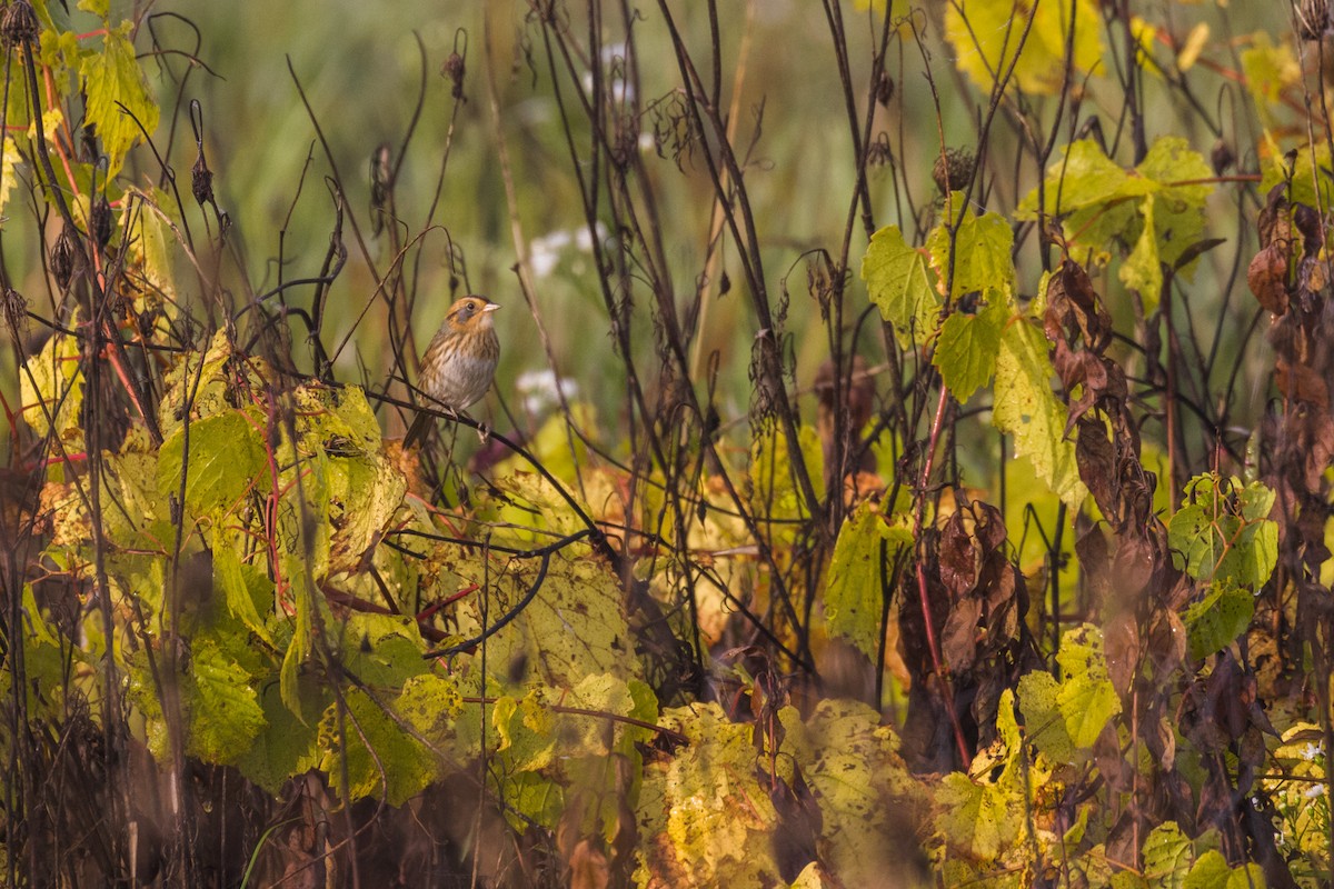 Nelson's Sparrow - ML68850941