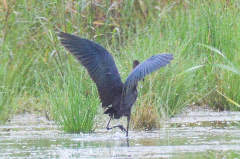 Glossy Ibis - ML68854211