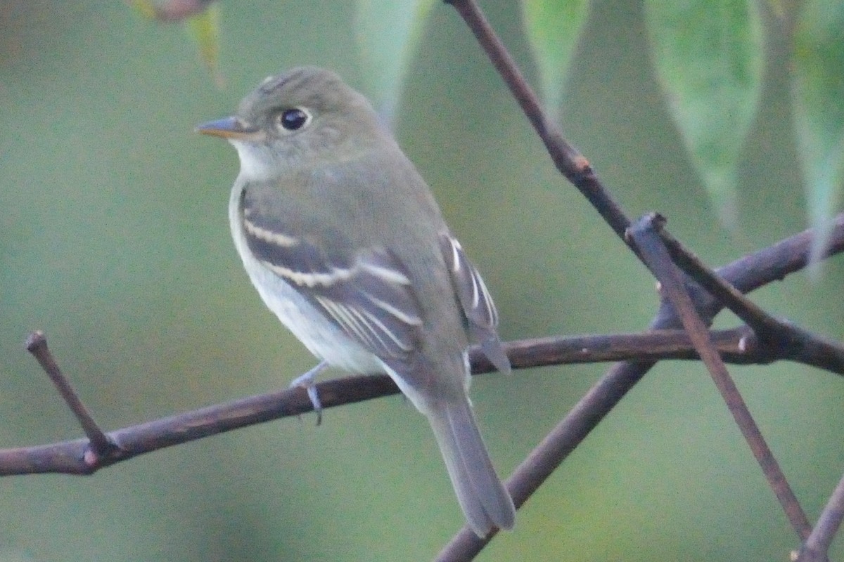 Yellow-bellied Flycatcher - ML68854291