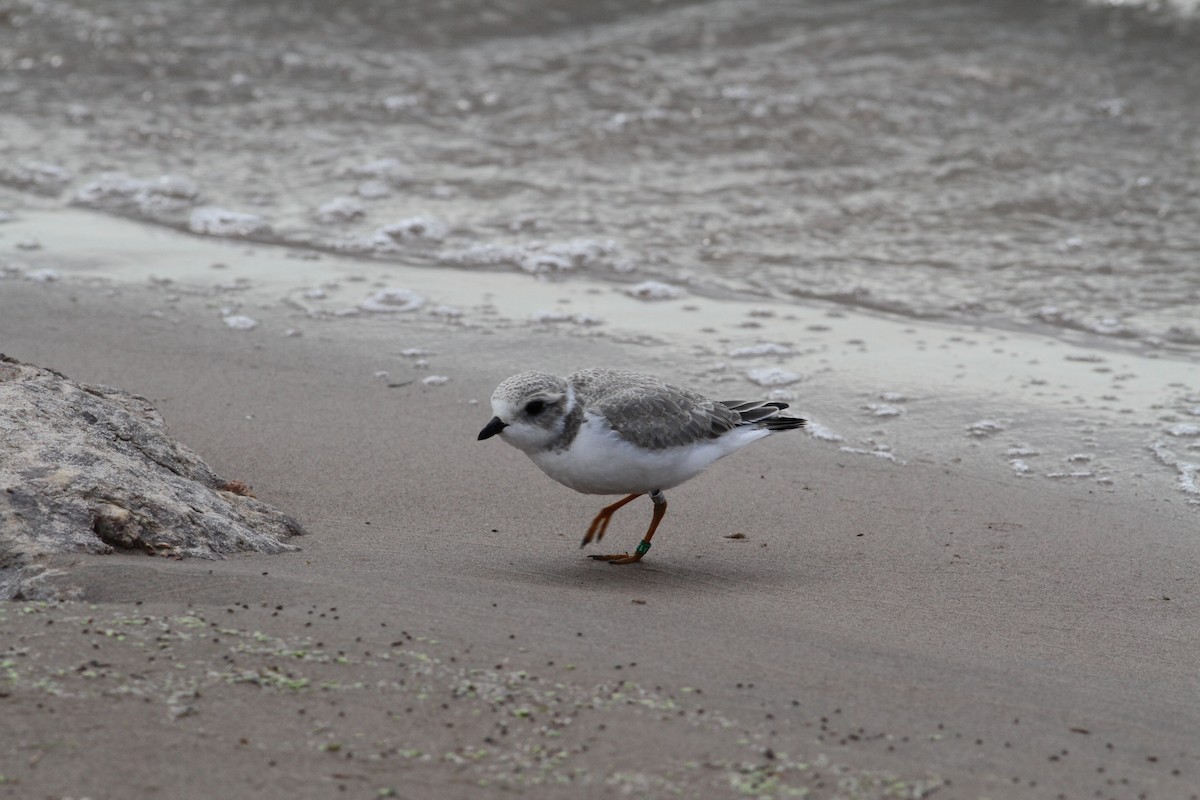 Piping Plover - ML68854681