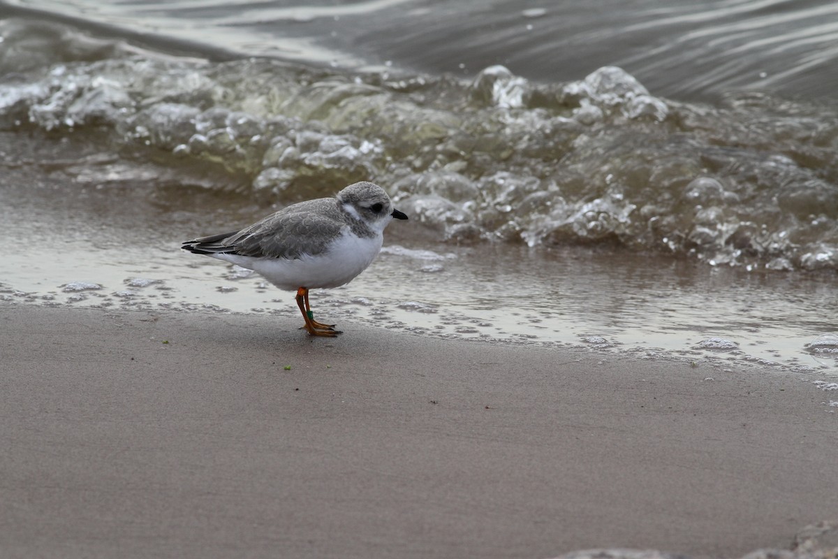 Piping Plover - ML68854741