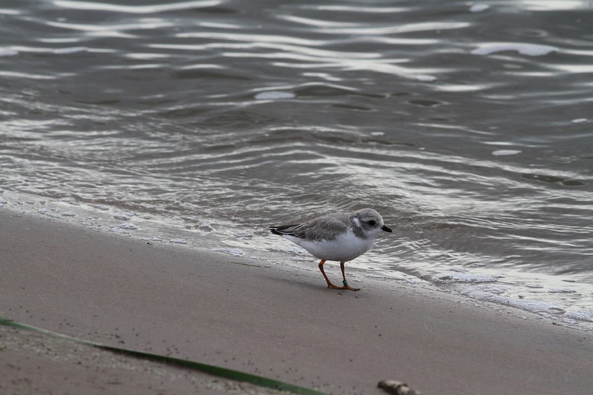 Piping Plover - ML68854751