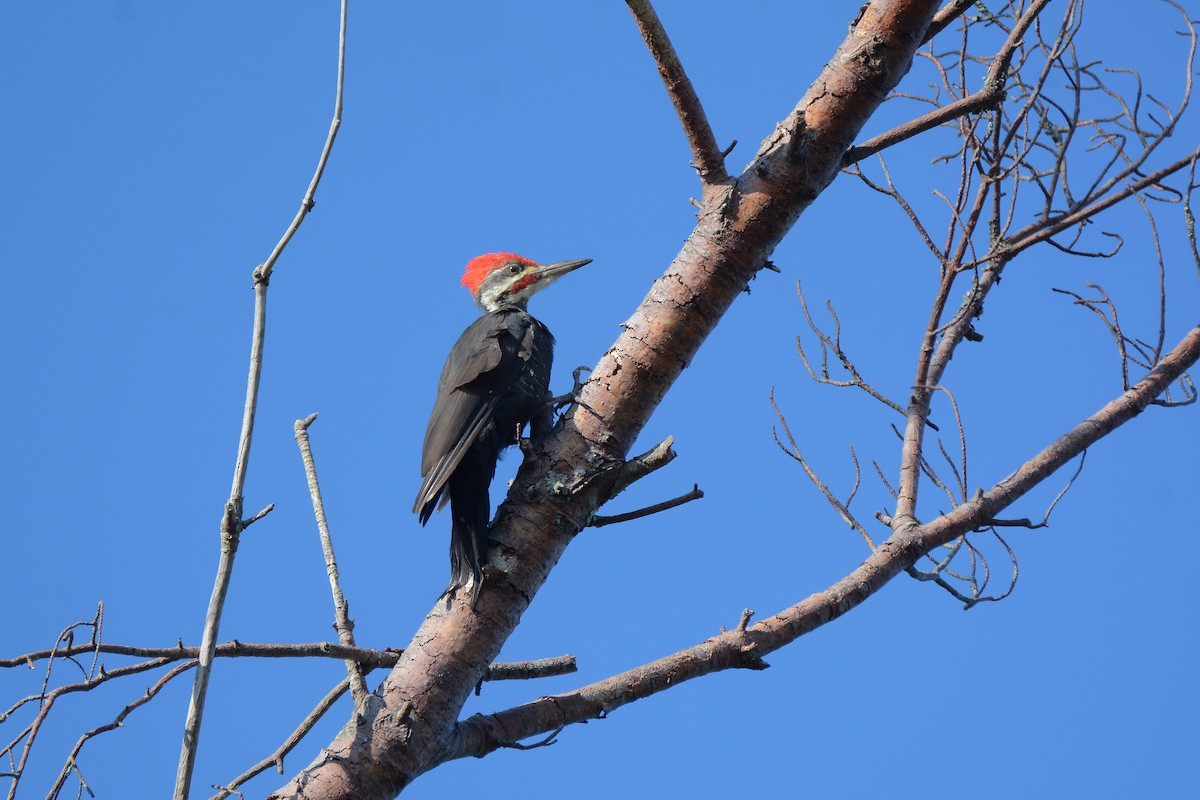 Pileated Woodpecker - ML68856271