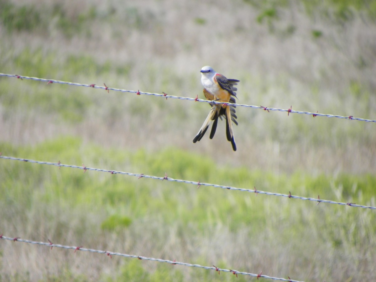 Scissor-tailed Flycatcher - ML68856491