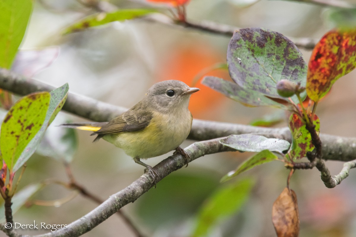 American Redstart - ML68859541
