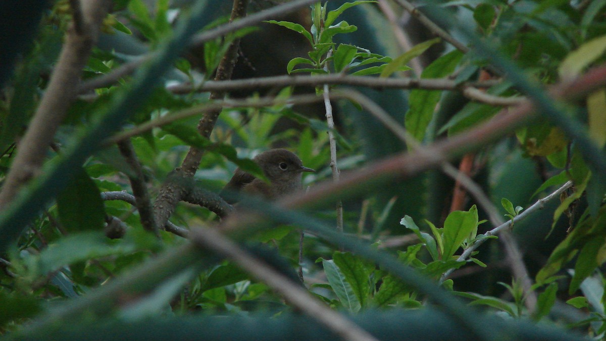 House Wren - ML68859661