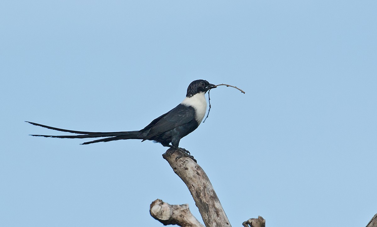 špaček bělokrký - ML68860341