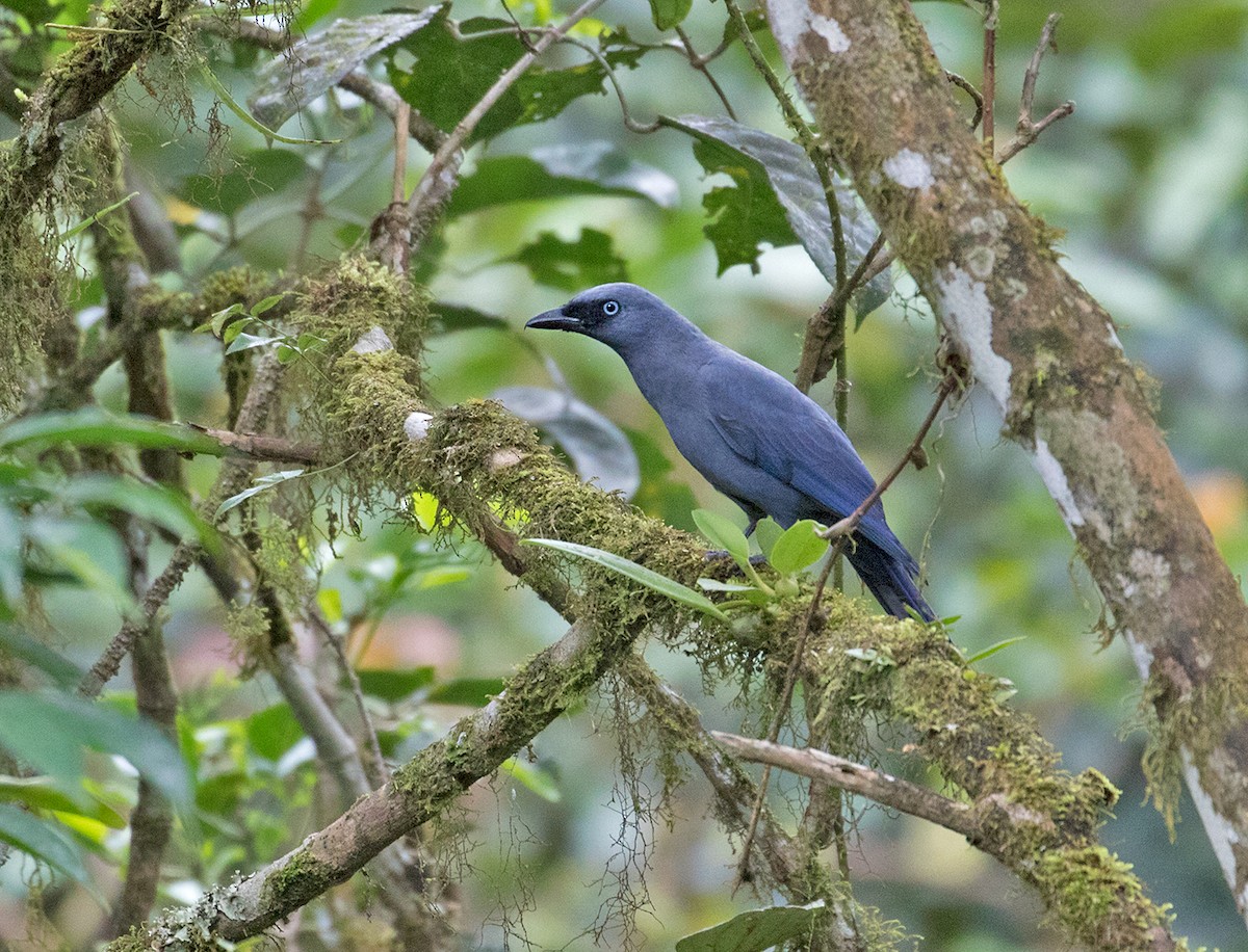 Cerulean Cuckooshrike - Sam Woods/Tropical Birding Tours