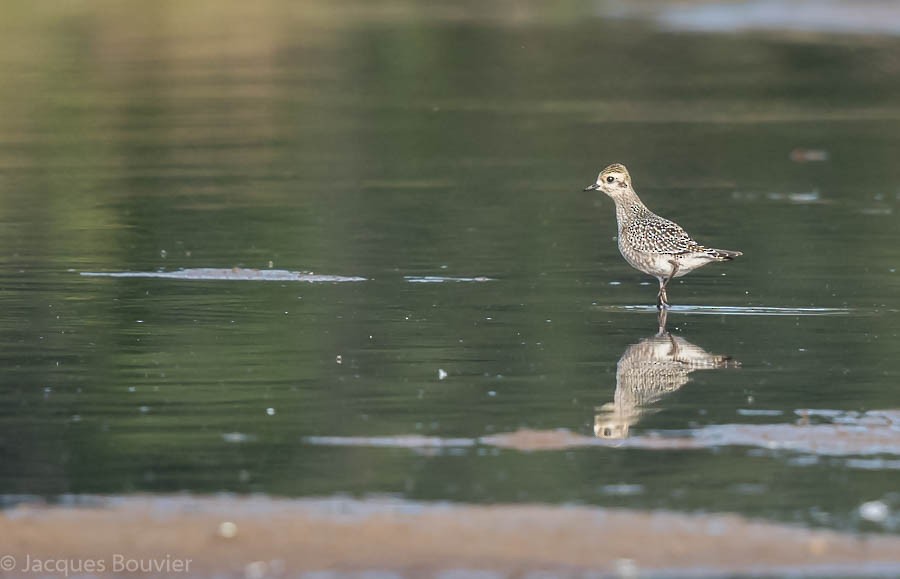 American Golden-Plover - ML68862771