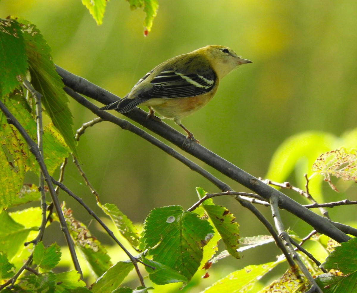 Bay-breasted Warbler - ML68863661
