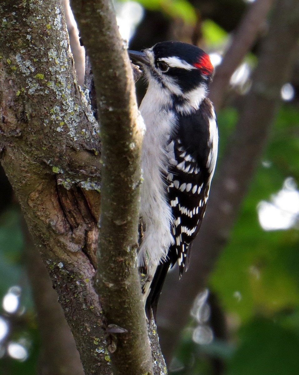 Downy Woodpecker - ML68863901