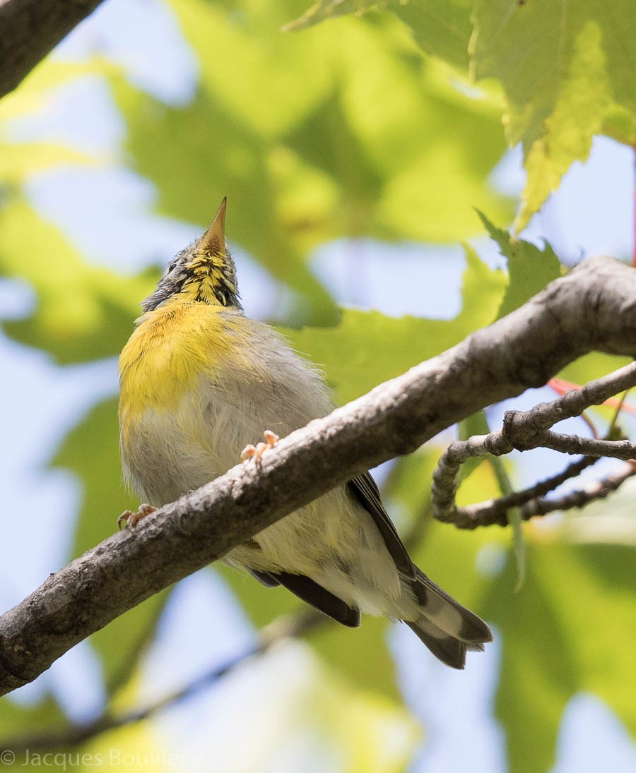 Northern Parula - ML68864111