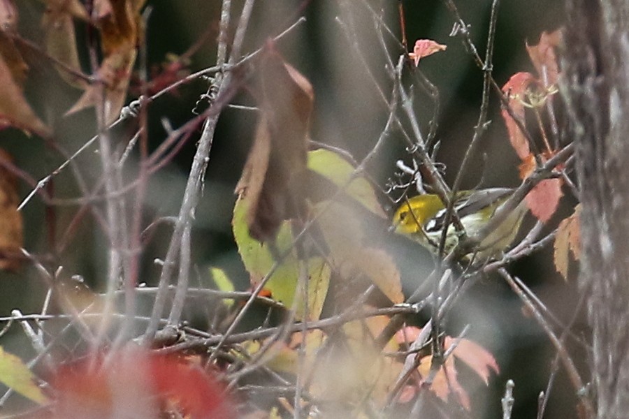 Black-throated Green Warbler - ML68864161