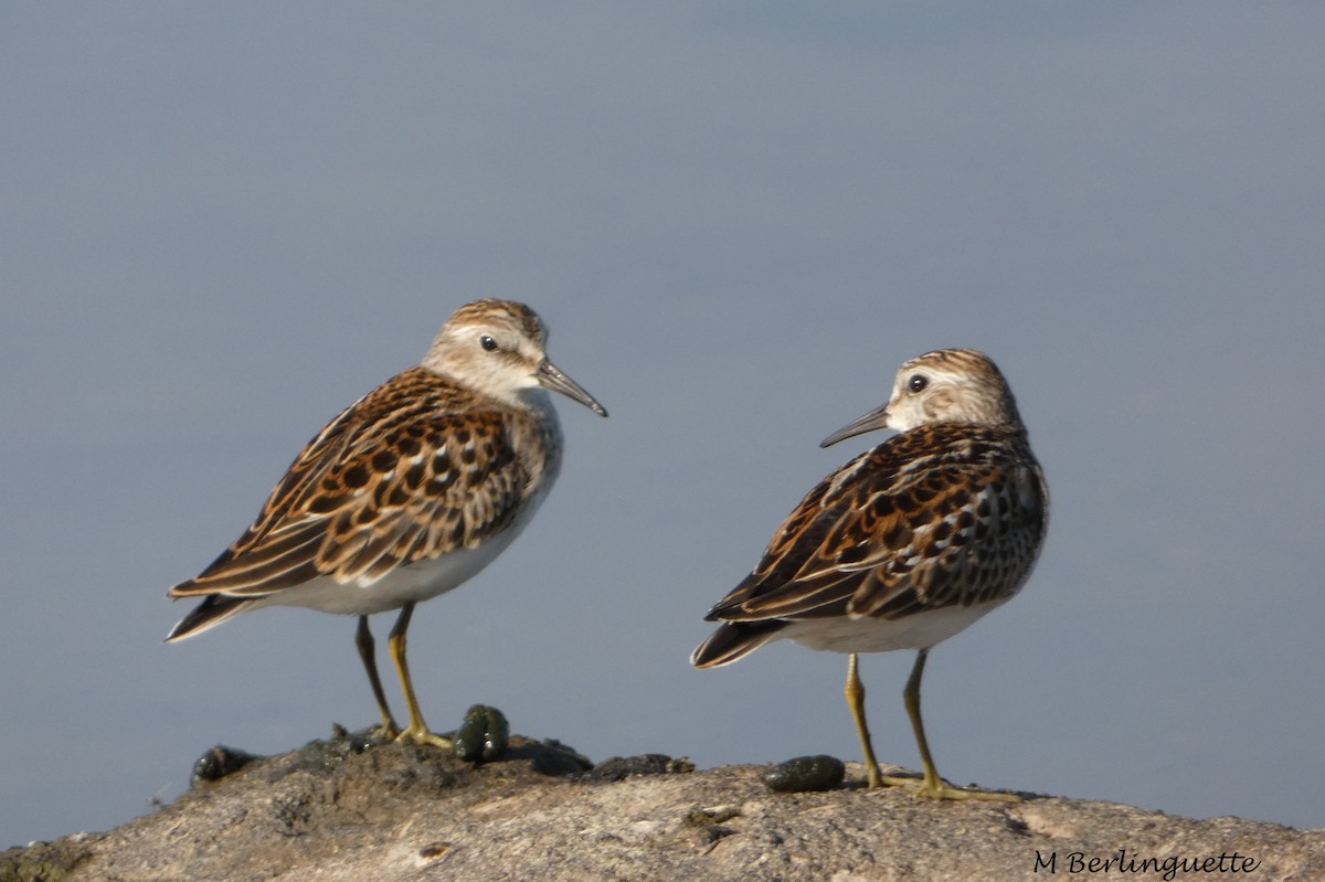 Least Sandpiper - ML68864341