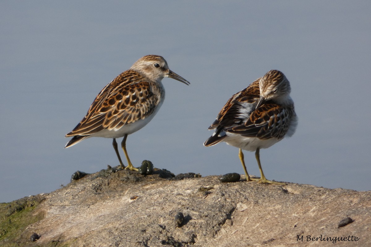 Least Sandpiper - ML68864361