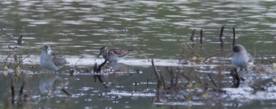 Semipalmated Sandpiper - Joel Strong