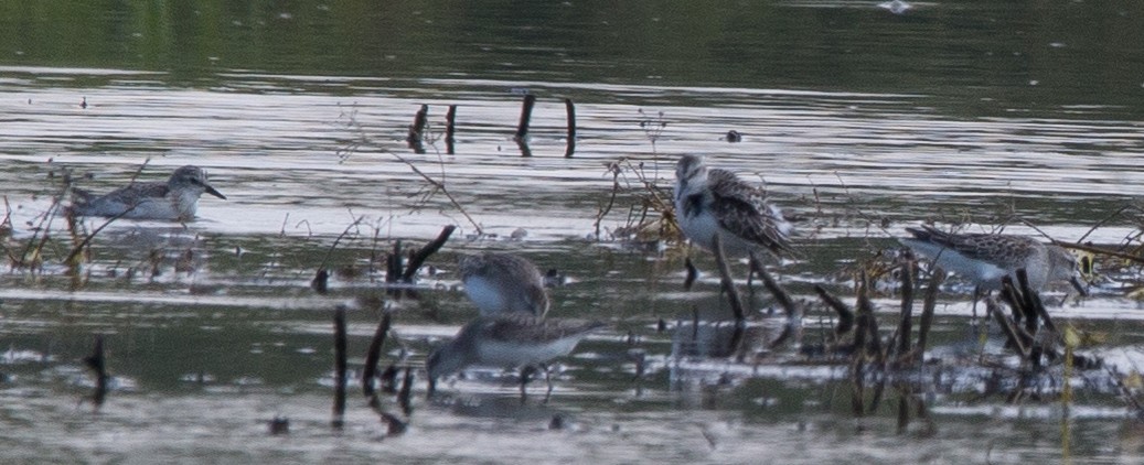 Semipalmated Sandpiper - ML68864731