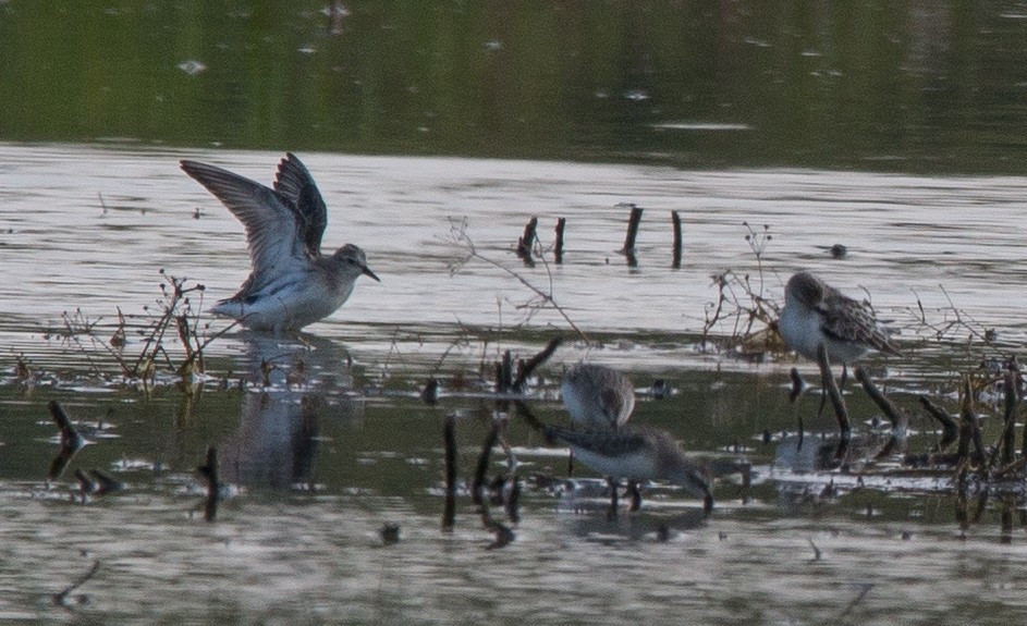 Semipalmated Sandpiper - ML68864741