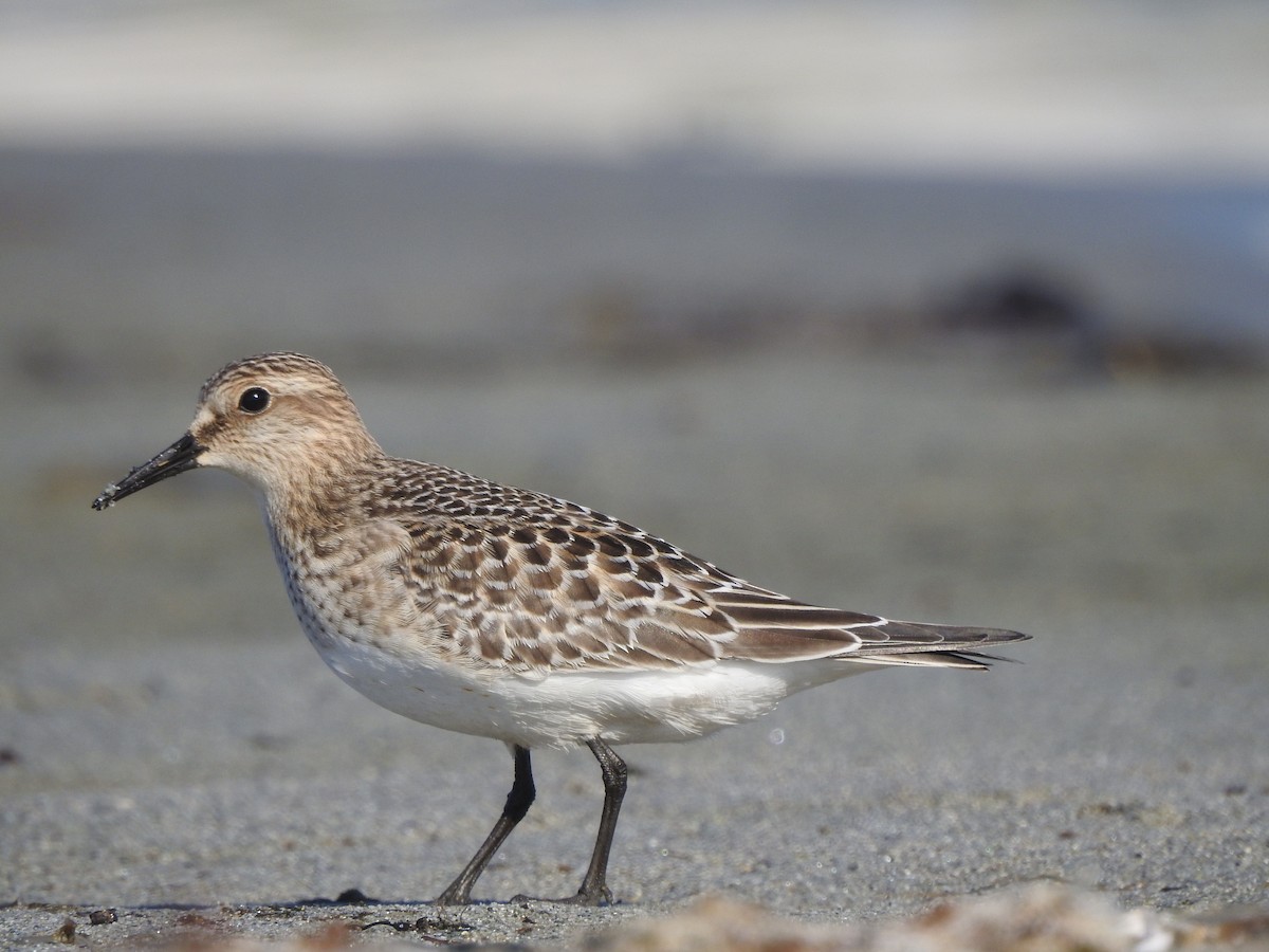 Baird's Sandpiper - ML68864891