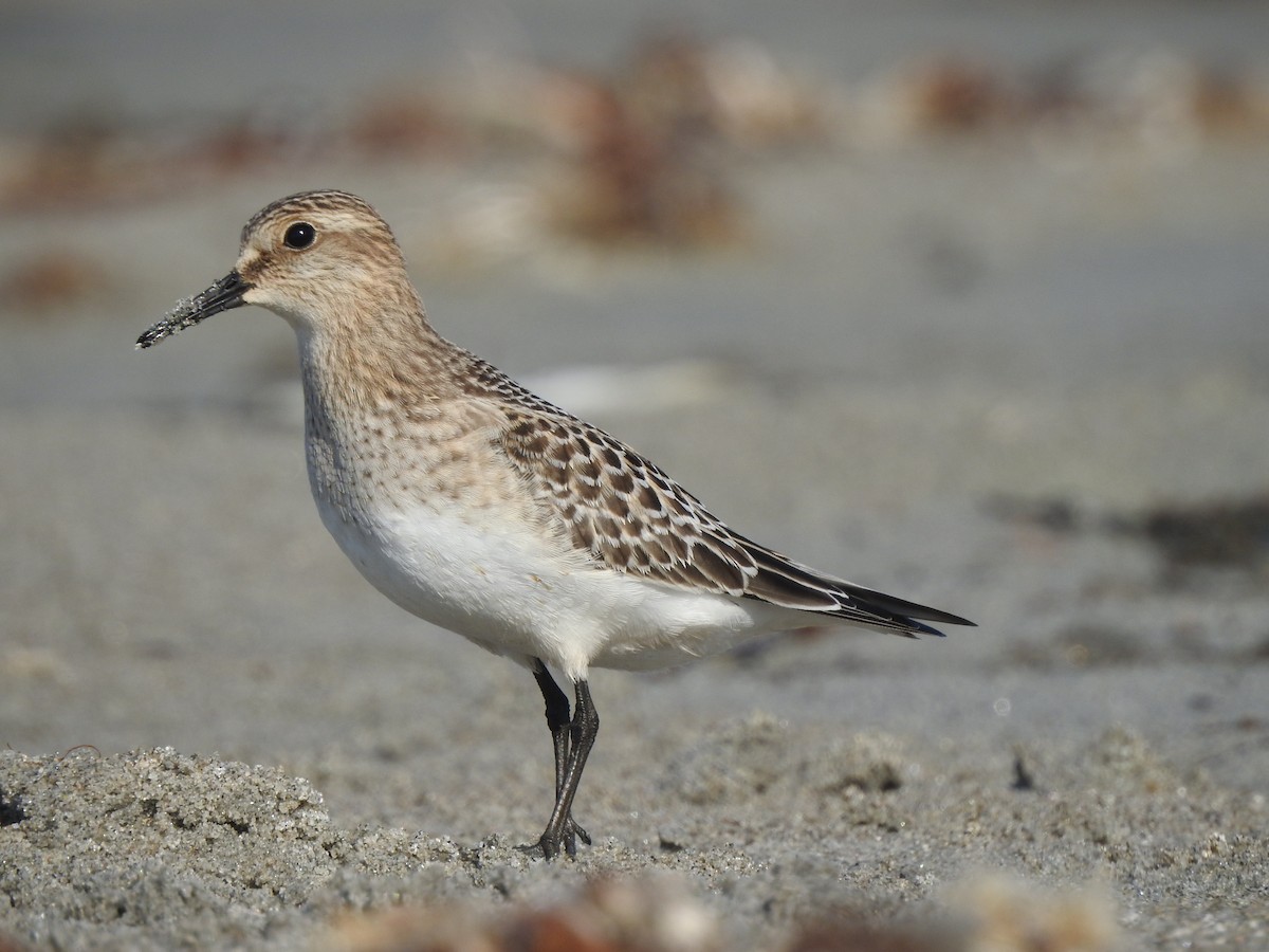 Baird's Sandpiper - Diane LeBlanc