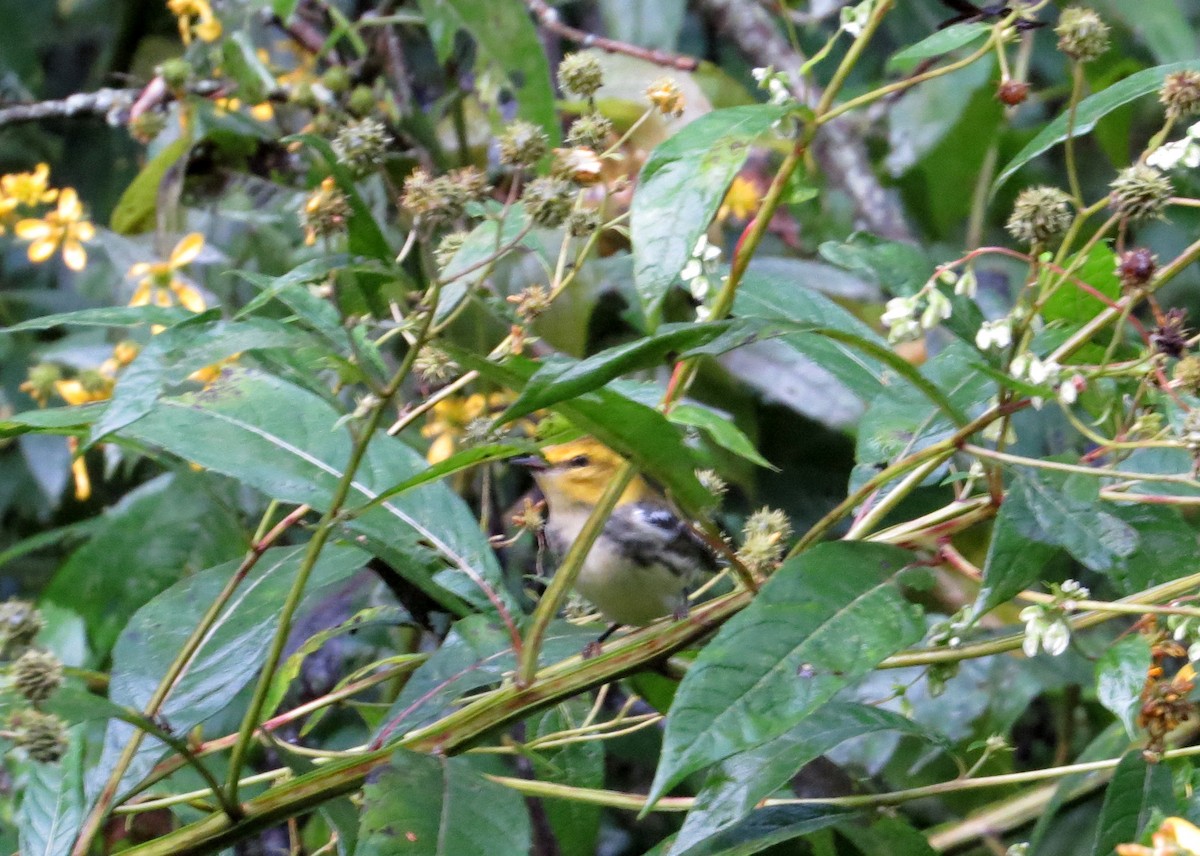 Black-throated Green Warbler - ML68865401