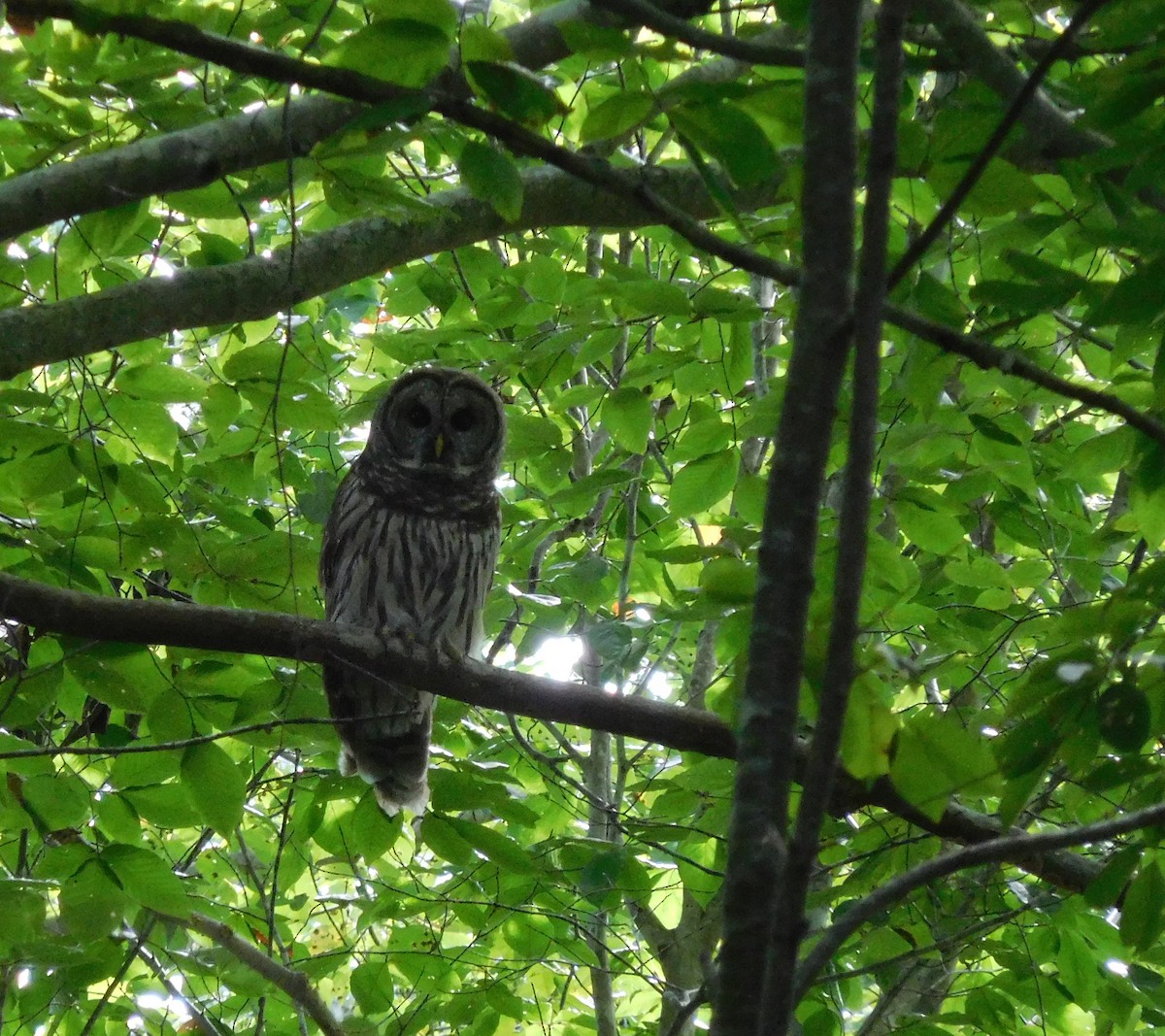 Barred Owl - ML68865621