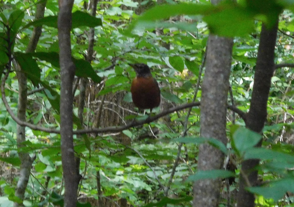 American Robin - ML68867081