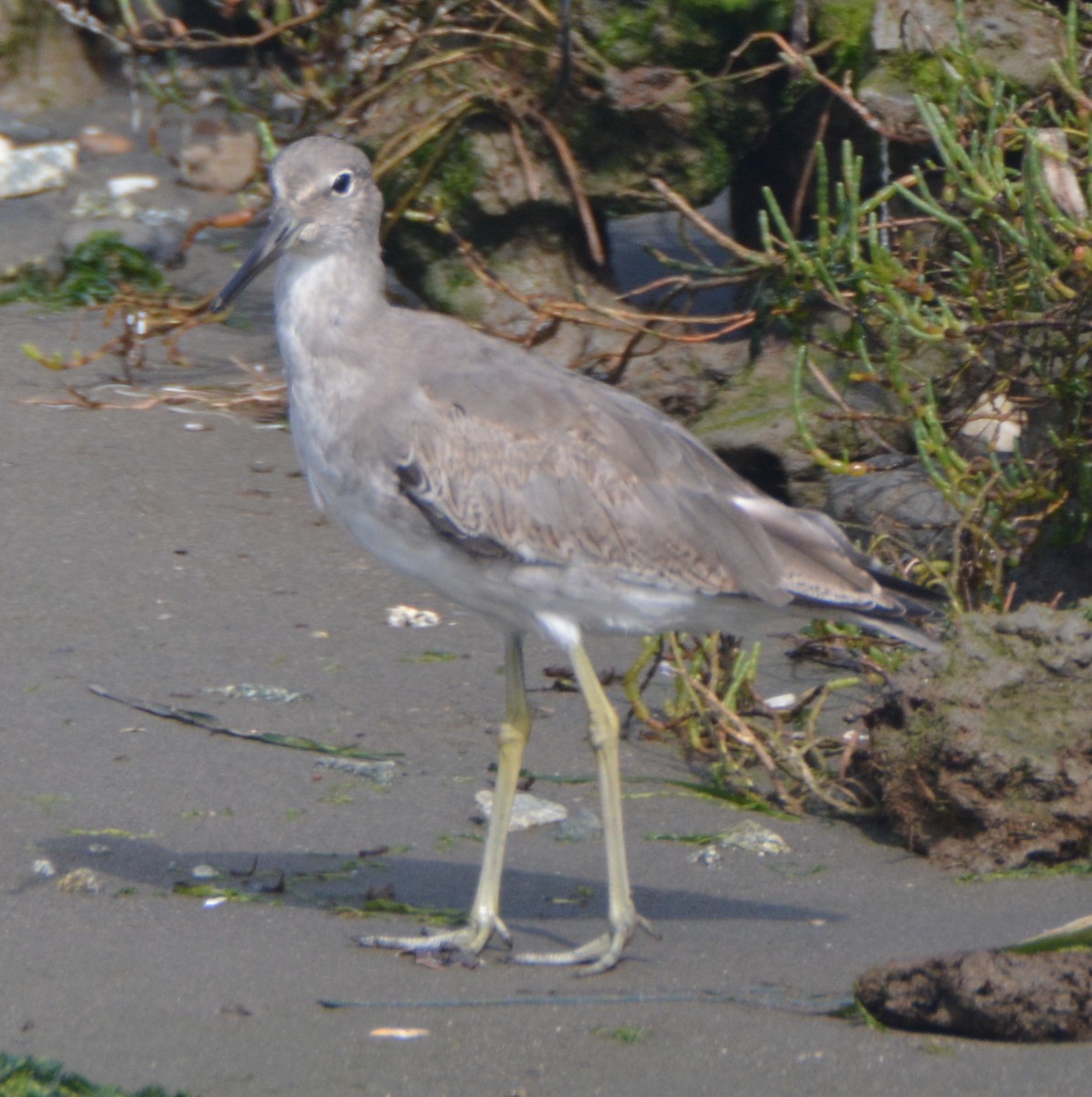 Willet - ML68867381