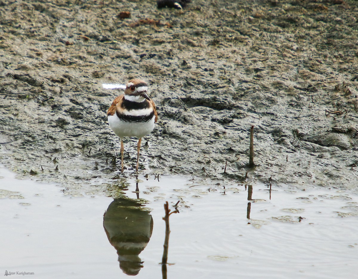 Killdeer - ML68867941